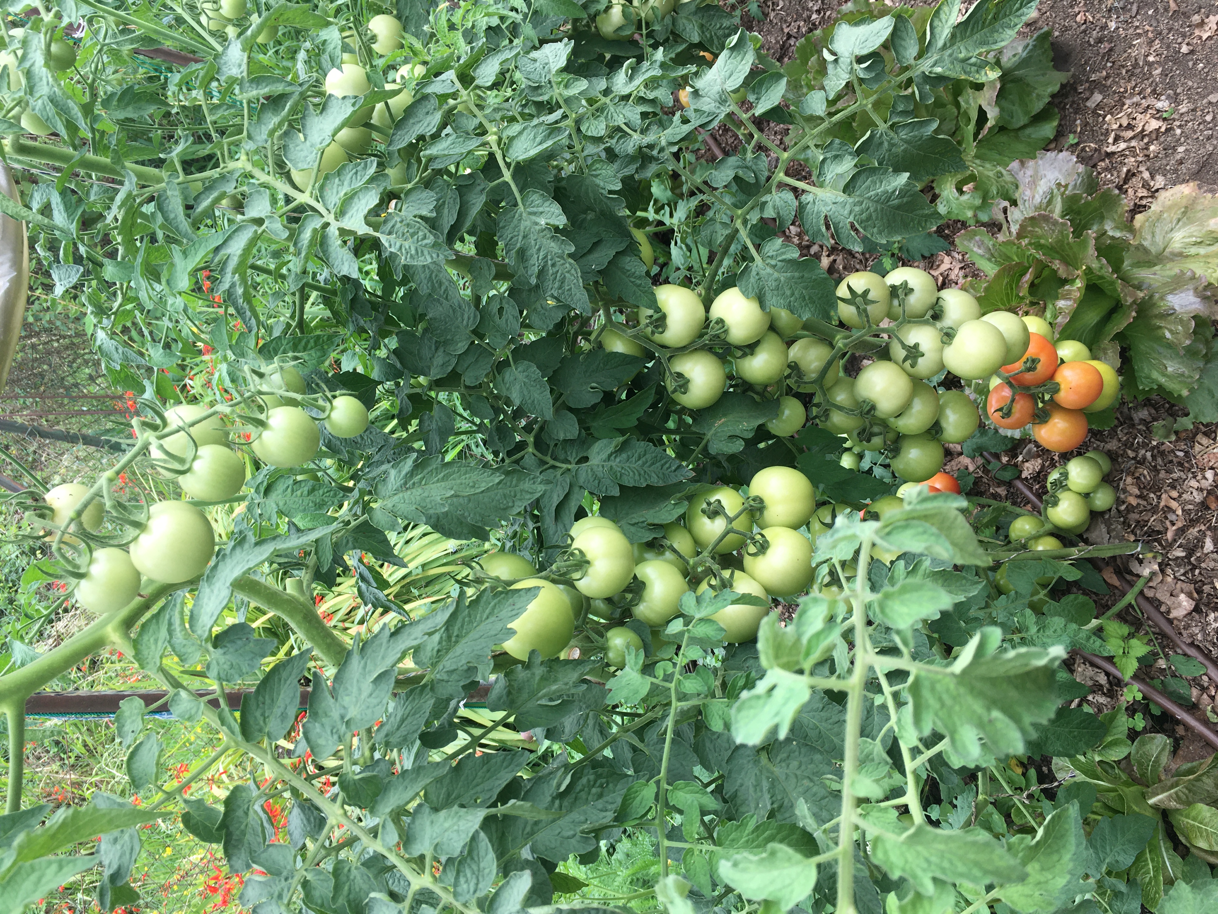 Tomatoes treated with PyGrow